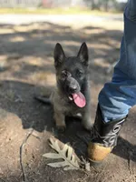 Declan, a male German Shepherd Dog for sale in Gretna, VA – 2 of 4