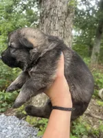 Bella, a female German Shepherd Dog for sale in Gretna, VA – 2 of 3