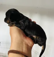Male 2, a male Miniature Dachshund for sale in Gretna, VA – 3 of 3
