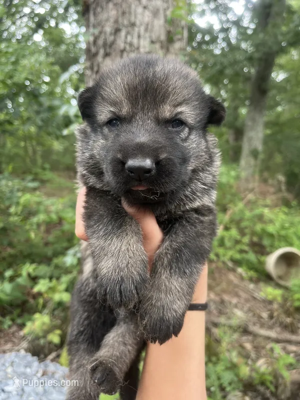 Bella – German Shepherd Dog puppy on hold in Gretna, VA