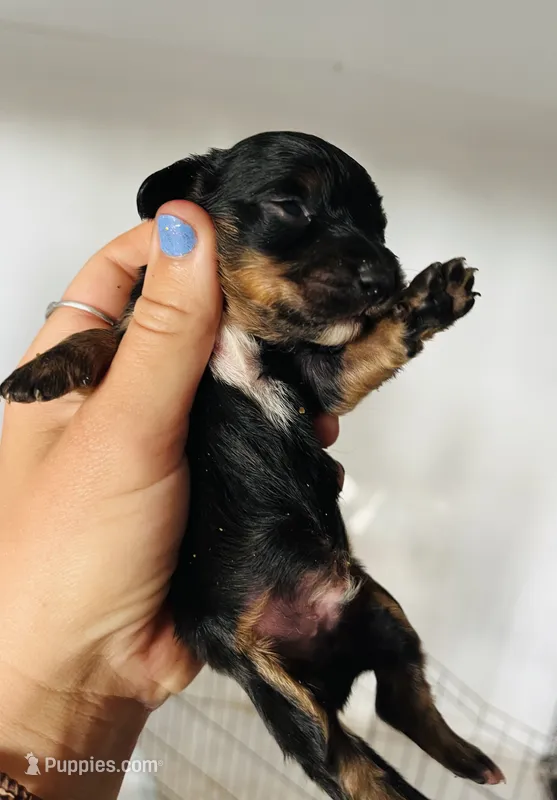 Male 3 – Miniature Dachshund puppy on hold in Gretna, VA