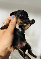 Male 3, a male Miniature Dachshund for sale in Gretna, VA – 1 of 3
