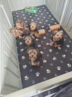 Fluffy , a male Yorkshire Terrier for sale in Palm Bay, FL – Photo 2 of 2