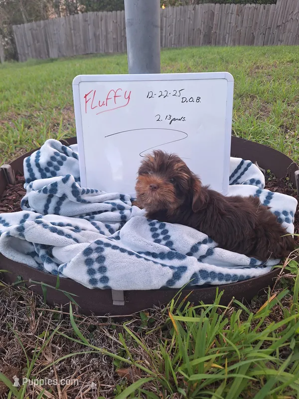Fluffy  – Yorkshire Terrier puppy for sale in Palm Bay, FL