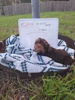 Fluffy , a male Yorkshire Terrier for sale in Palm Bay, FL – Photo 1 of 2
