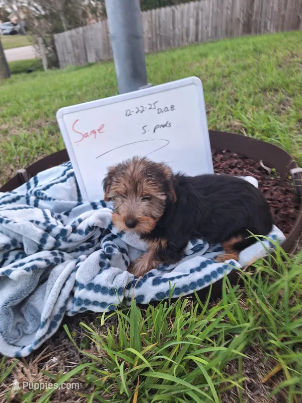 Sarge – Yorkshire Terrier puppy for sale in Palm Bay, FL