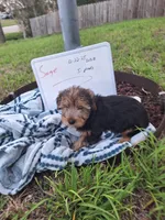 Sarge, a male Yorkshire Terrier for sale in Palm Bay, FL – Photo 1 of 2