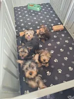 Tina , a female Yorkshire Terrier for sale in Palm Bay, FL – Photo 2 of 2