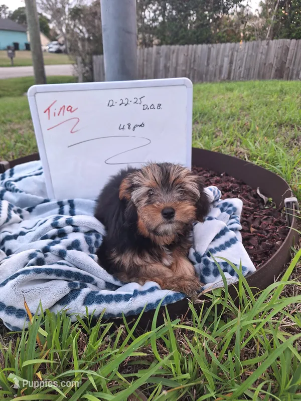 Tina  – Yorkshire Terrier puppy for sale in Palm Bay, FL