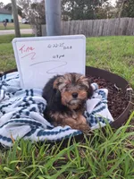 Tina , a female Yorkshire Terrier for sale in Palm Bay, FL – Photo 1 of 2