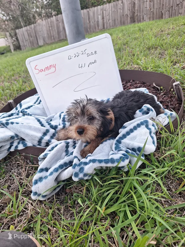 Sammy – Yorkshire Terrier puppy for sale in Palm Bay, FL