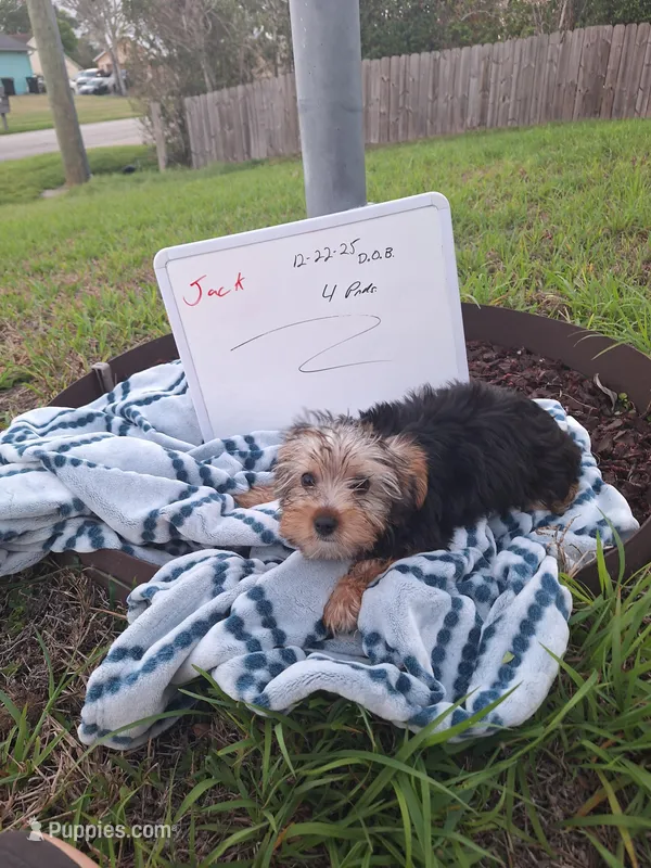 Jack – Yorkshire Terrier puppy for sale in Palm Bay, FL