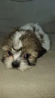 Mingo, a male Shih Tzu for sale in Wilson, NC – 1 of 1