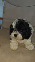 Nino, a male Shih Tzu for sale in Wilson, NC – 1 of 2