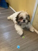 Mingo, a male Shih Tzu for sale in Wilson, NC – 1 of 2