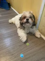 Mingo, a male Shih Tzu for sale in Wilson, NC – 2 of 2
