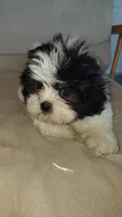 Nino, a male Shih Tzu for sale in Wilson, NC – 2 of 2
