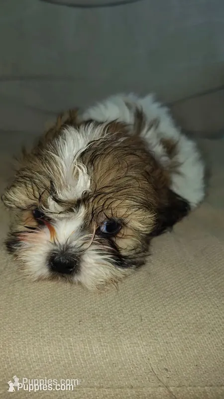 Lili – Shih Tzu puppy for sale in Wilson, NC