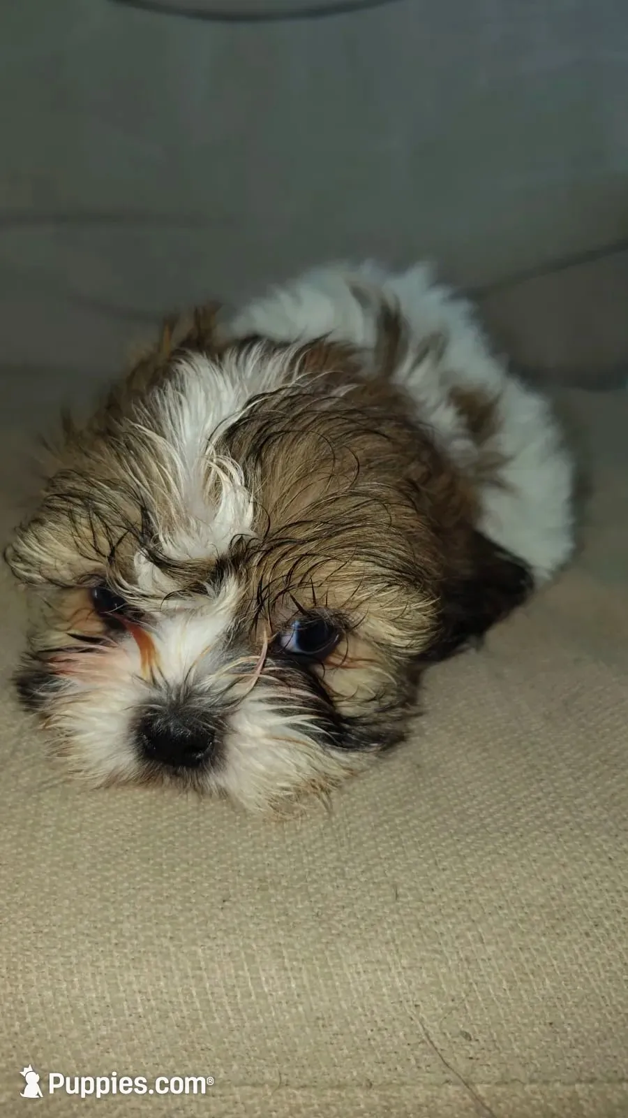 Lili, a female Shih Tzu for sale in Wilson, NC – 1 of 1