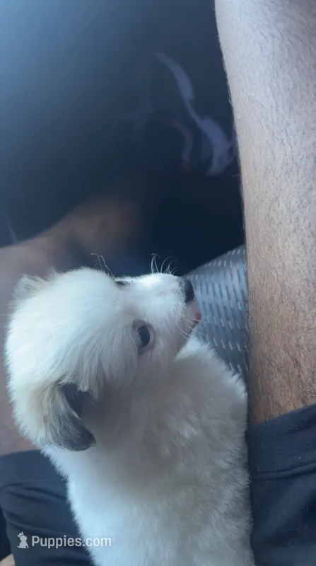 Mello – Maltese puppy for sale in Elkton, MD