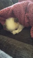 Mello, a male Maltese for sale in Elkton, MD – 2 of 2