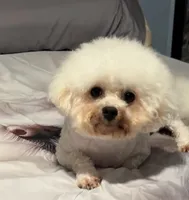 Sassy, a female Bichon Frise for sale in Atlanta, GA – 2 of 5