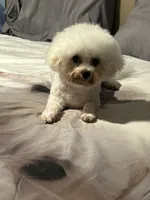 Sassy, a female Bichon Frise for sale in Atlanta, GA – 5 of 5