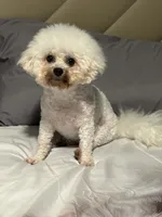 Sassy, a female Bichon Frise for sale in Atlanta, GA – 3 of 5