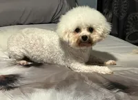 Sassy, a female Bichon Frise for sale in Atlanta, GA – 4 of 5