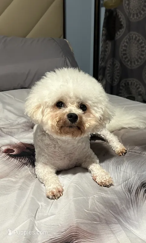 Sassy – Bichon Frise puppy for sale in Atlanta, GA
