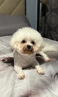 Sassy, a female Bichon Frise for sale in Atlanta, GA – 1 of 5