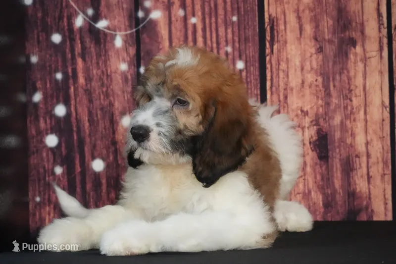 Vanna F1 – Saint Berdoodle puppy for sale in Ligonier, IN