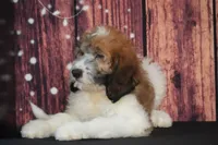 Vanna F1, a female Saint Berdoodle for sale in Ligonier, IN – 1 of 2