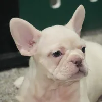 Zoran AKC, a male French Bulldog for sale in Ligonier, IN – Photo 1 of 4