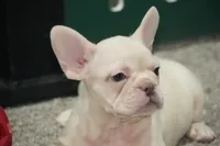 processed/2a79672e-bb06-4c80-bd53-a76665171051/listing/03f8f257-3237-4881-9d33-4a41476b6fcf/31768dd9-5da9-479f-a62c-0fe8a8681260