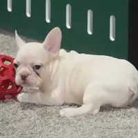 Zoran AKC, a male French Bulldog for sale in Ligonier, IN – Photo 2 of 4