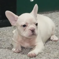 Zoran AKC, a male French Bulldog for sale in Ligonier, IN – Photo 4 of 4