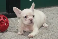 processed/2a79672e-bb06-4c80-bd53-a76665171051/listing/03f8f257-3237-4881-9d33-4a41476b6fcf/ad792539-d41d-4fc0-a2fe-510852f83c00