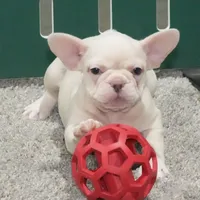 Zoran AKC, a male French Bulldog for sale in Ligonier, IN – Photo 3 of 4