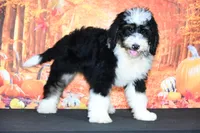 Marley F1, a female Bernedoodle for sale in Ligonier, IN – 3 of 3