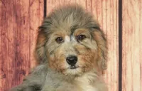 Bella F1, a female Saint Berdoodle for sale in Ligonier, IN – 2 of 4