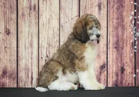 Tyson, a male Saint Berdoodle for sale in Ligonier, IN – 2 of 4