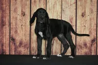 Lanie AKC Part European , a female Great Dane for sale in Ligonier, IN – 1 of 3