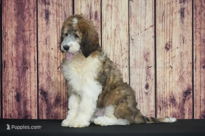Tyson – Saint Berdoodle puppy for sale in Ligonier, IN