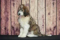 Tyson, a male Saint Berdoodle for sale in Ligonier, IN – 1 of 4