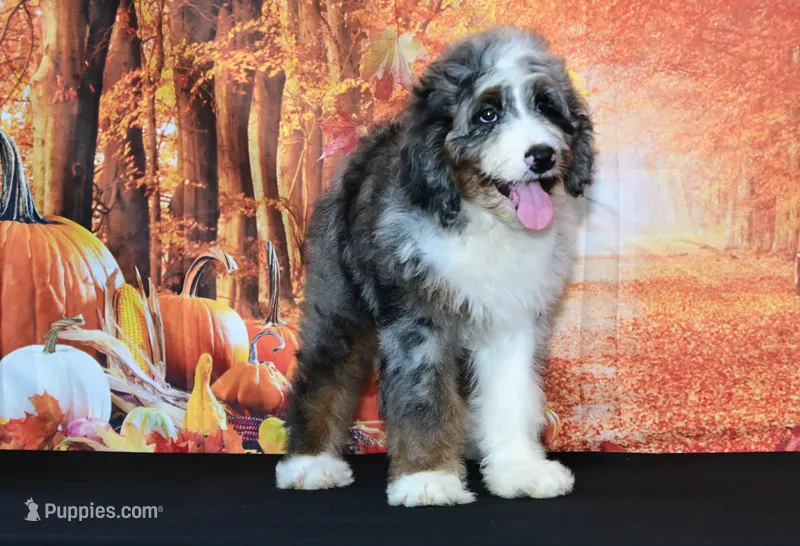 Benji F1 – Bernedoodle puppy for sale in Ligonier, IN