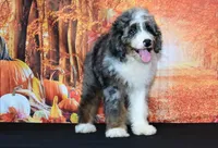 Benji F1, a male Bernedoodle for sale in Ligonier, IN – 1 of 3