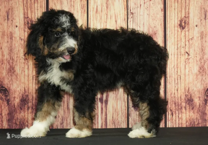 Wally F1 – Bernedoodle puppy for sale in Ligonier, IN