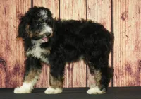 Wally F1, a male Bernedoodle for sale in Ligonier, IN – 1 of 3