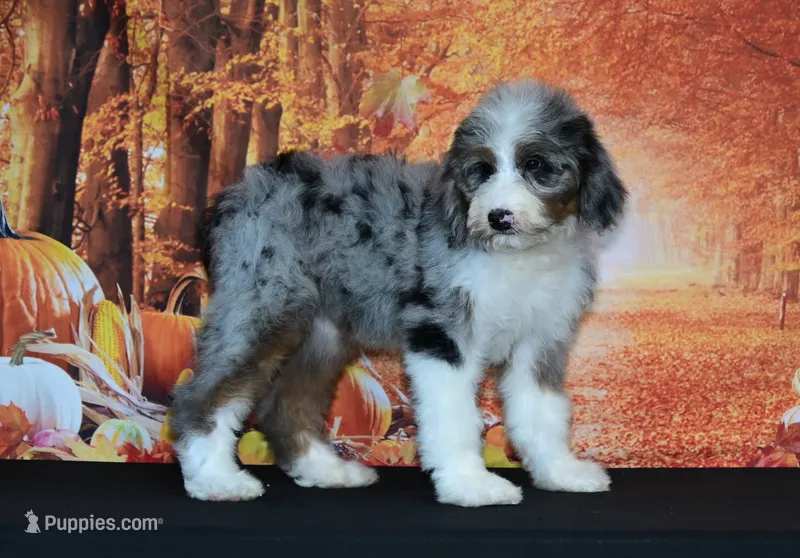 Yara F1 – Bernedoodle puppy for sale in Ligonier, IN